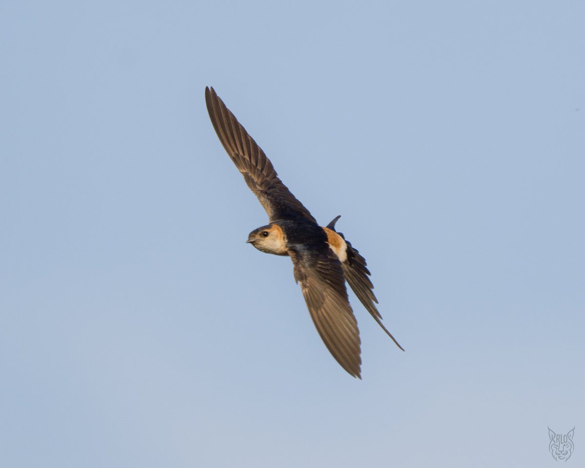 carlosmalen's tweet photo. Si miras al cielo y ves una silueta similar a la de una golondrina común, pero te llama la atención su rabadilla de tonos anaranjados y un vuelo lleno de planeos majestuosos, estás ante una golondrina dáurica.
Extremadura, naturalmente. https://t.co/zT6fZ9EmXk