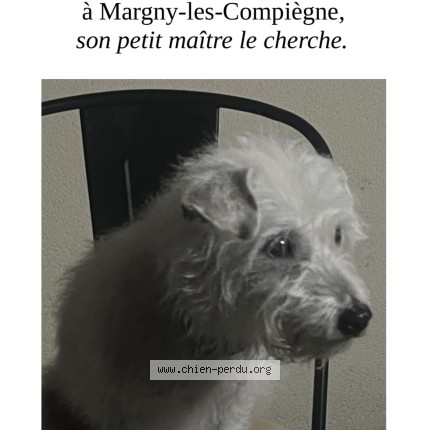 BRINDILLE851's tweet photo. #396494 luffy chien perdu à MARGNY LES COMPIEGNE - Chien Perdu France https://t.co/XaNmufnOqX via @chien_perdu https://t.co/5Cn95EAbPE