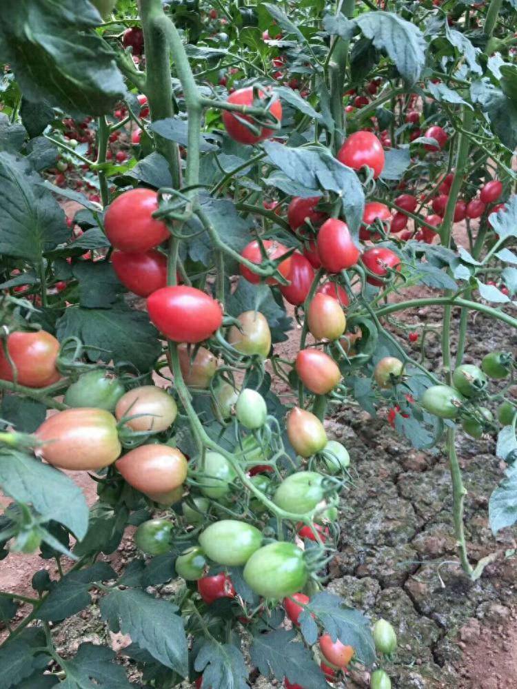 misspinkgirl13's tweet photo. [Ever tried sun-ripened cherry tomatoes Juicy, sweet, and bursting with natural goodness—perfect for salads or snacking! 10/10 would recommend ]， https://t.co/Ai8MwkkJ2V