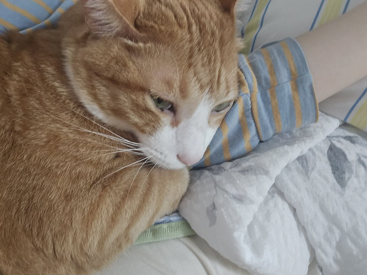 Zzing_zzing_ii's tweet photo. 고양이 버리지 마세요. 
고양이들이 말만 못하지  충격 받을 거 다 받고, 상처도 입어요. https://t.co/v4FfU13Aqe