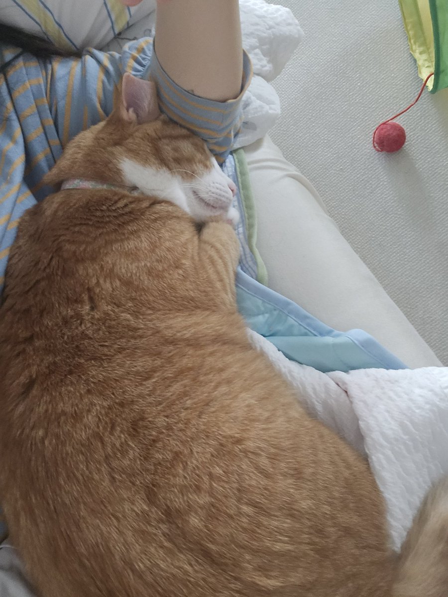 Zzing_zzing_ii's tweet photo. 고양이 버리지 마세요. 
고양이들이 말만 못하지  충격 받을 거 다 받고, 상처도 입어요. https://t.co/v4FfU13Aqe