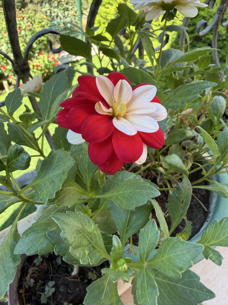 Gafur_'s tweet photo. “Benim balkondaki çiçek, renk seçerken kararsız kalmış… Sonunda menüden hepsini söylemiş. 😂🌺🤍” https://t.co/cyfxTGuv8Y