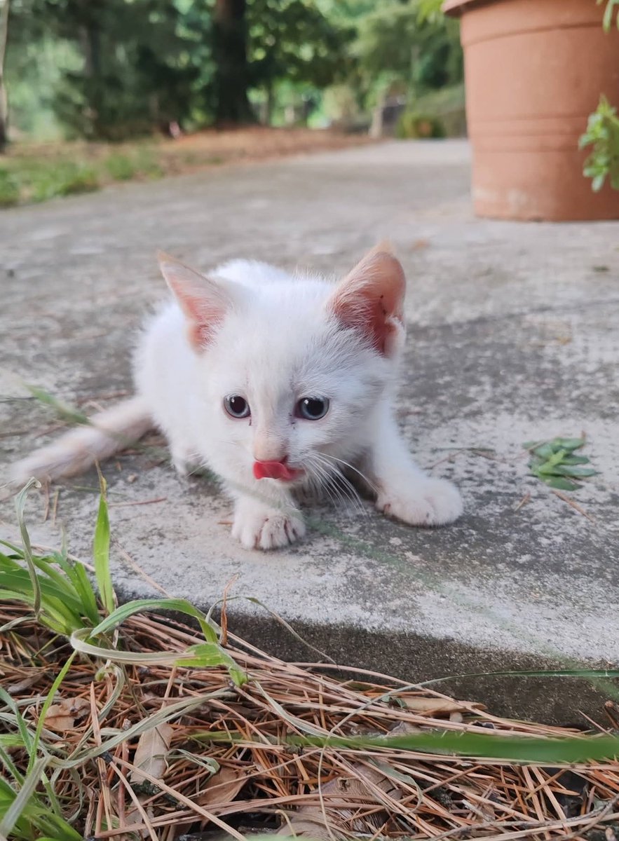 unonlus's tweet photo. #Cercafamiglia questa gattina dolce e sveglia, bianca con orecchie e codina rossicce! I suoi fratellini sono già stati adottati, manca solo lei. Si trova a Bastia di Rovolon (PD). Per info e adozione contattare il numero: 3496959726 🐾❤️
#uadapadova https://t.co/HS1ULD4mHQ