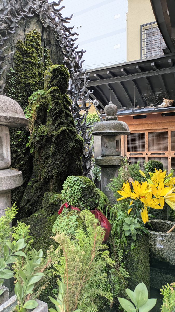 _hanisuke's tweet photo. 法善寺横丁の水掛不動尊で手術後の治癒が早く終わることを祈願

屋根の上のネコ神様がかわいかった

そして夫婦円満を願って夫婦善哉をいただきました https://t.co/MRJUO39xHf