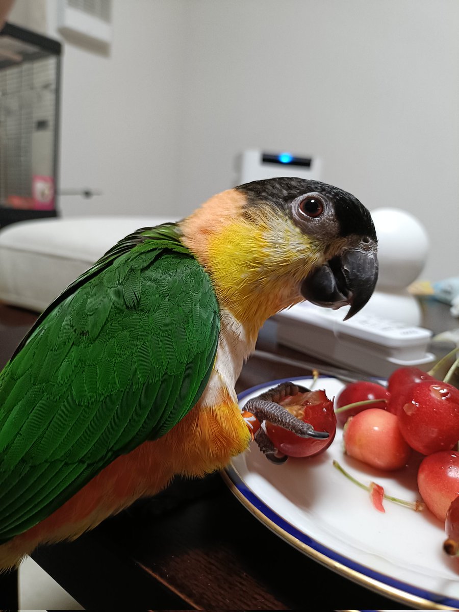 karupIn_spl's tweet photo. ←へっぴり腰でさくらんぼを食べるうるみちゃん🐦️🍍
→目を輝かせながら鷲掴みで食べるときわくん🦜🖤 https://t.co/pt4KptJkDX