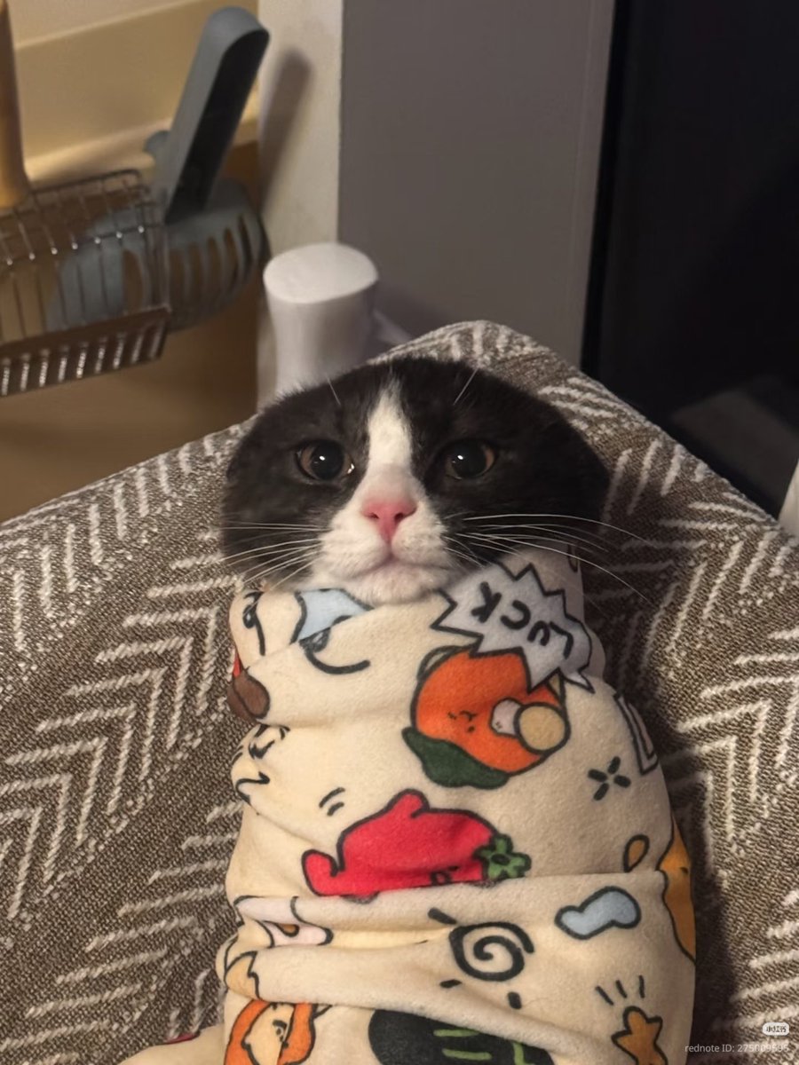 nocontextscats's tweet photo. Purrito https://t.co/KqElQEibdJ