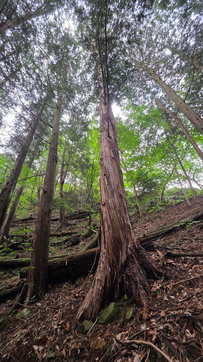 yukemuri_dr's tweet photo. 積善館に行く前、中之条町の嵩山に登りました。低山だし軽くハイキング、と思いきや、小天狗・不動岩・大天狗と岩場や石仏が続く、修行場・霊山感の濃い山でした。ヒノキ？も捻れて螺旋力を感じます😆。#嵩山 #積善館 https://t.co/kiA4qjTcMB