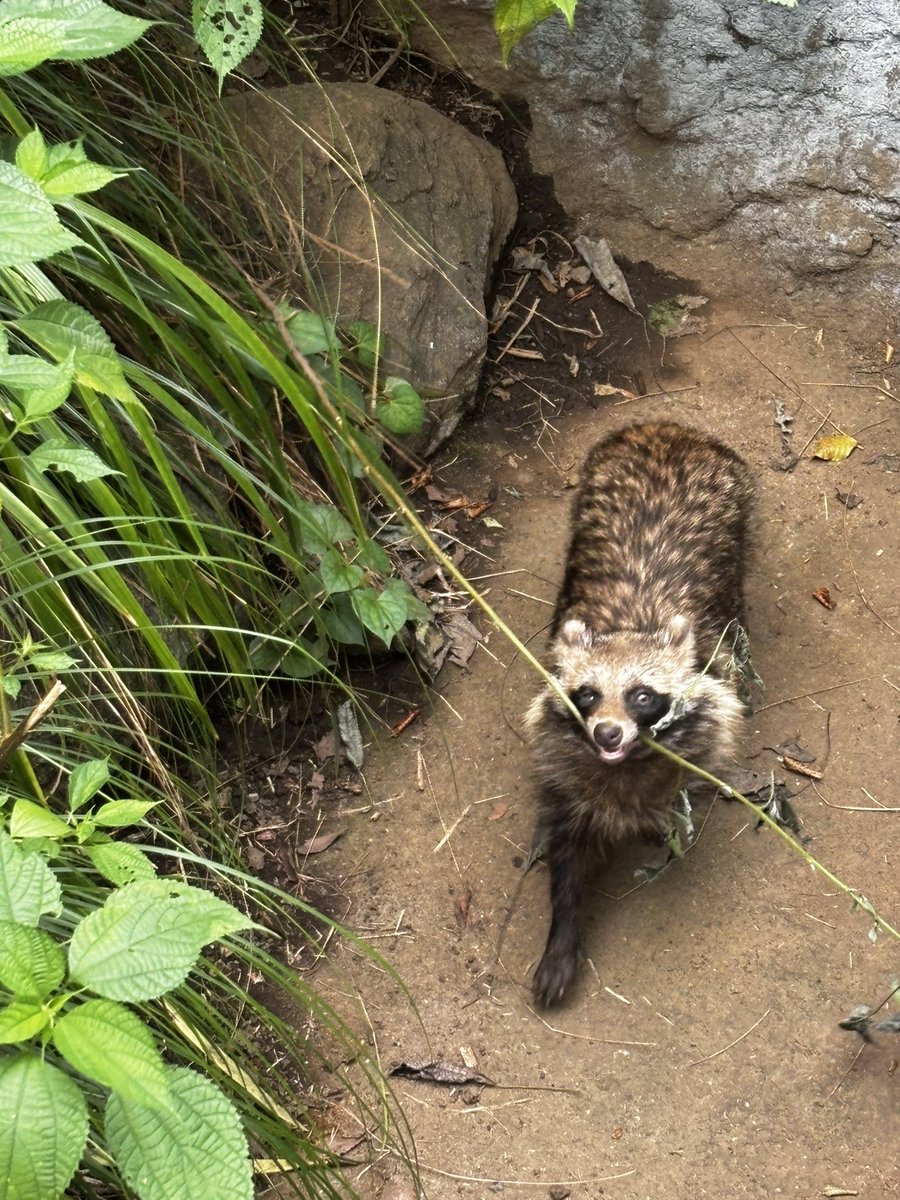 mm_pon's tweet photo. 井の頭自然文化園。雌のホンドタヌキが元気に走り回っていた。 https://t.co/ZAzfPNDZQD
