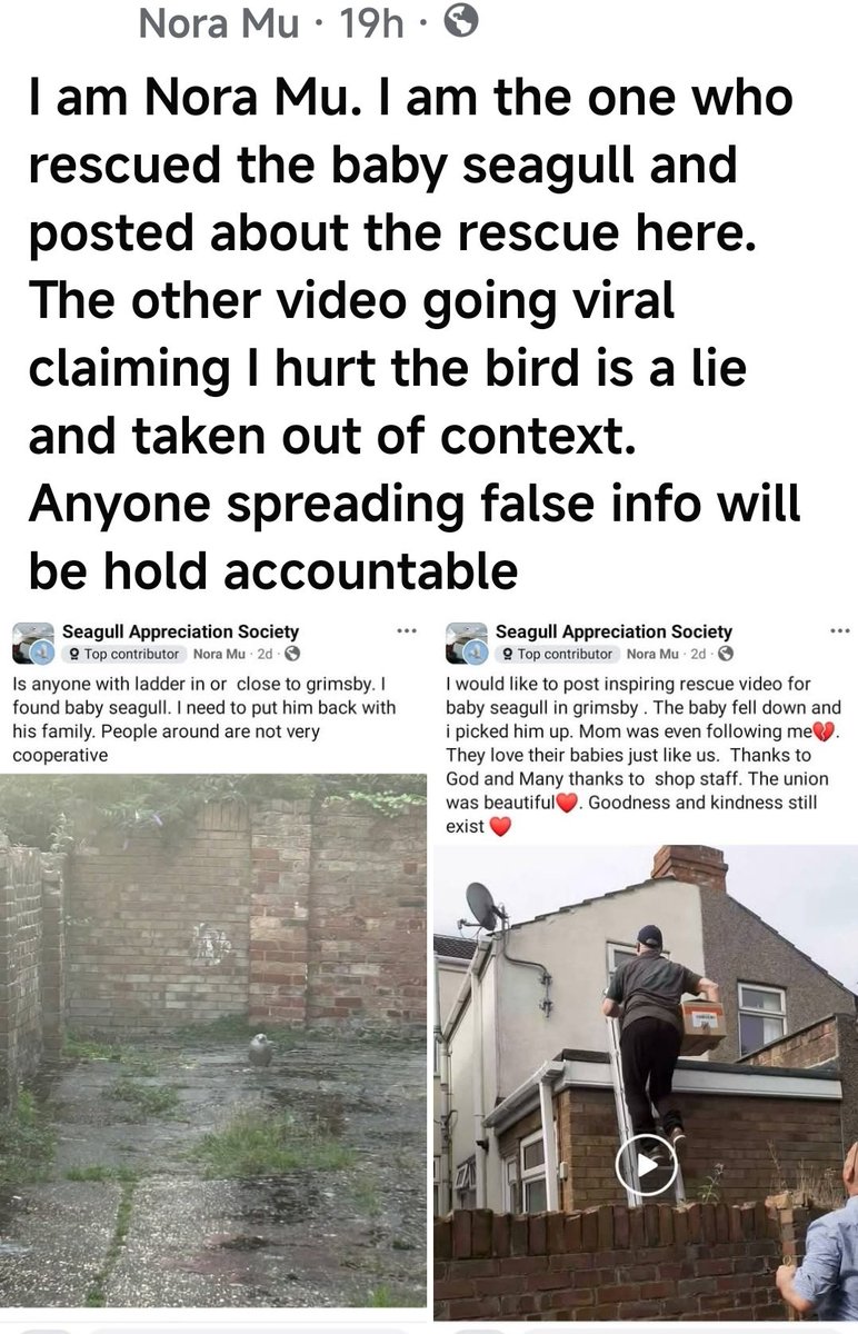 TheMeldrew's tweet photo. This is the lady who rescued the seagull,she is a member of the seagull appreciation society and animal lover but Reform councillor Oliver Freeston posted a video of her rescuing it insinuating she was going to eat it which has caused a lot of hate towards her,Reform love to hate https://t.co/OxDec5bEFd