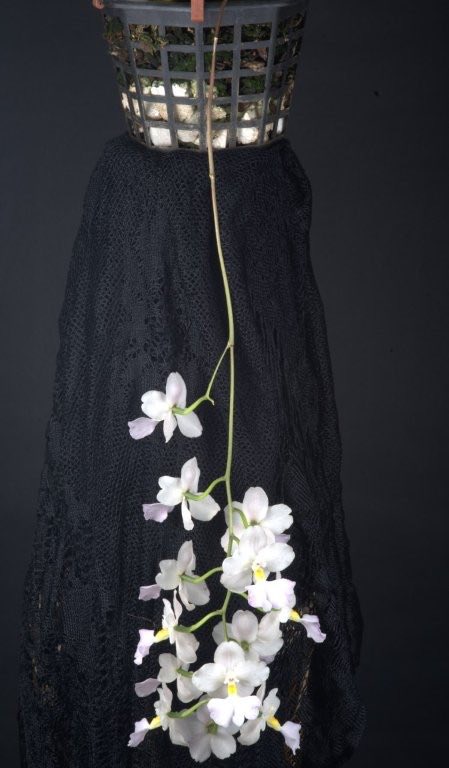 pask_steve's tweet photo. Cuitlauzina pendular, registered by LaLave &amp; Lex in 1825. This pendulous species from Mexico has been grown by Mike Armstrong, a cool growing orchid, if you can grow Odontoglossums you will have success wth this species. https://t.co/jBFFOXjoHR
