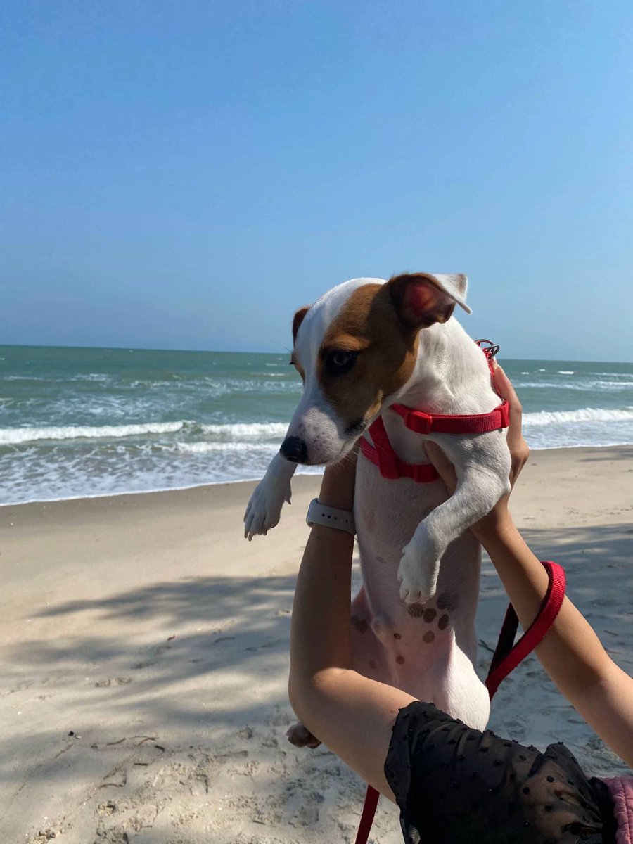 AlexShorty1973's tweet photo. Eh još da preživimo ovaj dan 🙄😏...🐾🐶😅 https://t.co/MUKE9OGEC4