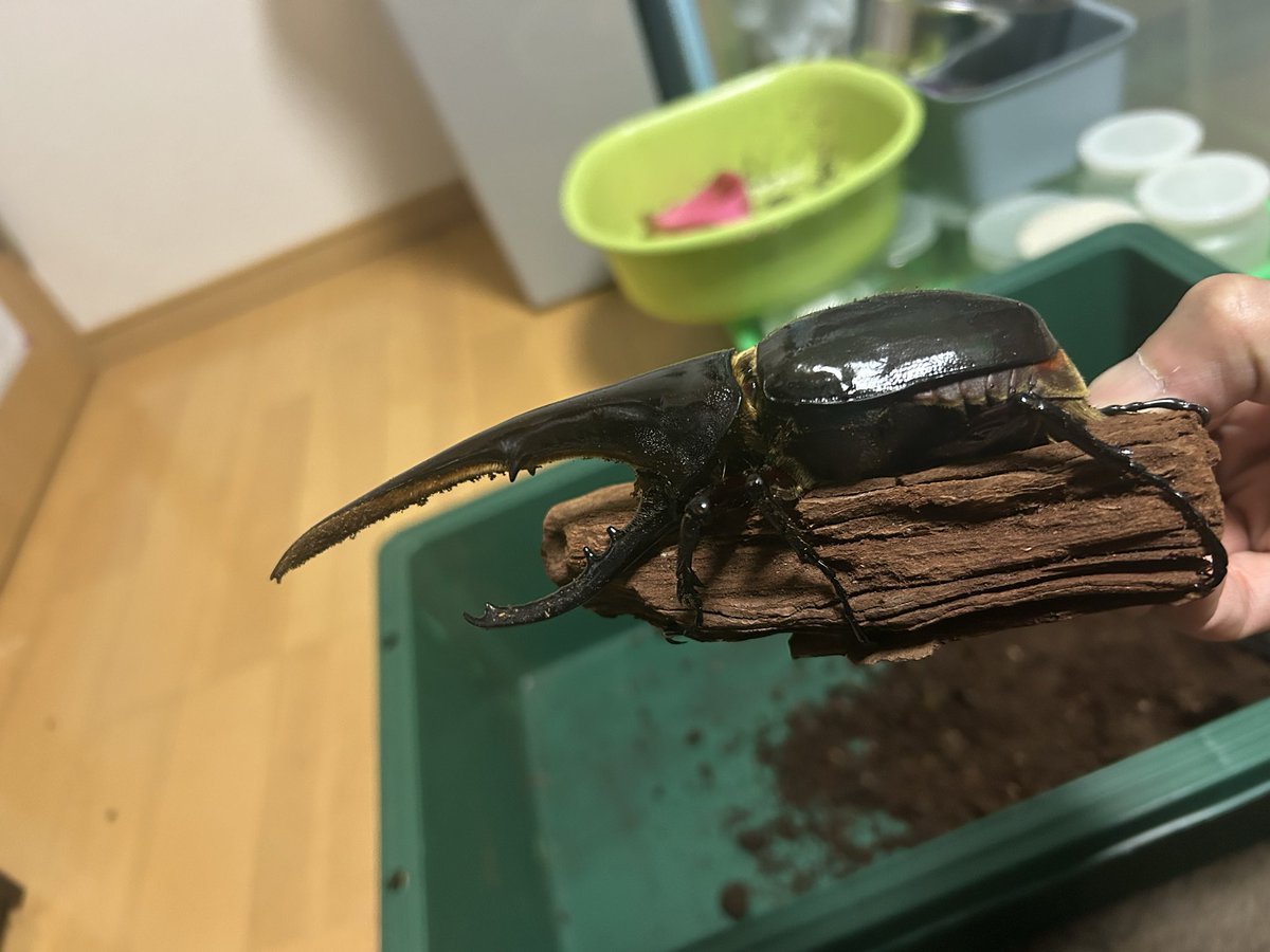 Insect_Star_S's tweet photo. 昼から虫活！
またまたヘラヘラが羽化、150は残る位かなぁ☺️

夕方から飲み会🤣 https://t.co/AWUoi3Bg7t