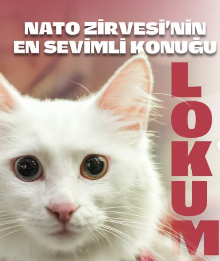 KoyluNefise's tweet photo. NEFİSE KÖYLÜ, KASTAMONU HABER, KASTAMONU, KASTAMONU GÜNDEM, NATO ZİRVESİ, TÜRK MİSAFİRPERVERLİĞİ
#nefiseköylü
#kastamonu
#türkmisafirperverliği
https://t.co/kbOzpopO6f https://t.co/ELLC1ERqbi