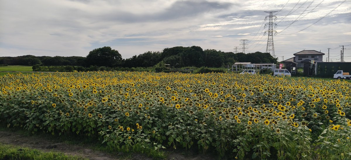 muno800ky's tweet photo. 地元にあるひまわり畑行ってきた！
これあと少しで刈り取って肥料になるらしい
刈り取る前に行けてよかった！ https://t.co/AgnUwgkkCs