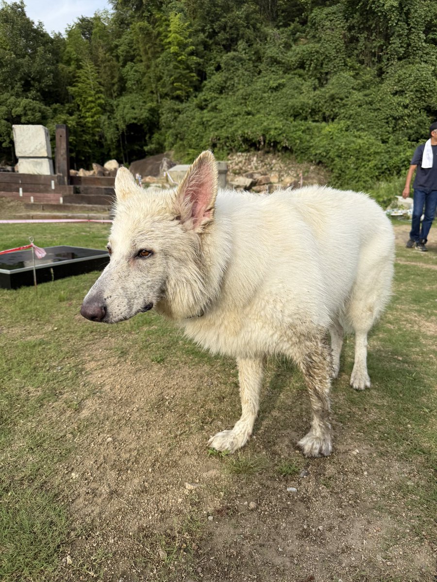 WShepherd_Nagi's tweet photo. 後ろのおじさんに水ぶっかけられてドロドロになる白いイッヌ https://t.co/ZOf32vtgHX