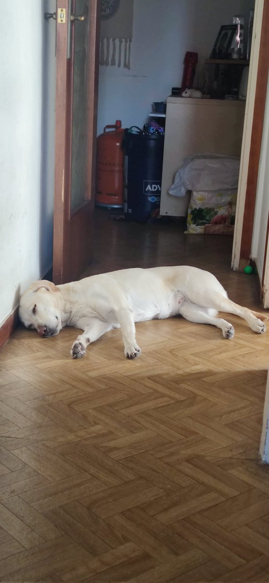 PabloNaKai's tweet photo. @Iva_ymi Y tan grande y cabezota que está ahora!!! Como su dueña 🥰 https://t.co/W15WQ9JOyn