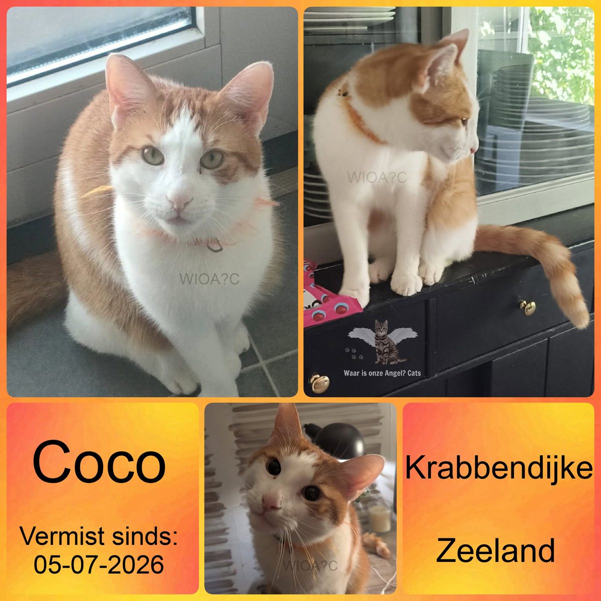 waarisonzeangel's tweet photo. Coco #Vermist sinds 05-07-2026 te #Krabbendijke #Zeeland 

https://t.co/Uu1GtBG6iW https://t.co/rnMKLcnKLA