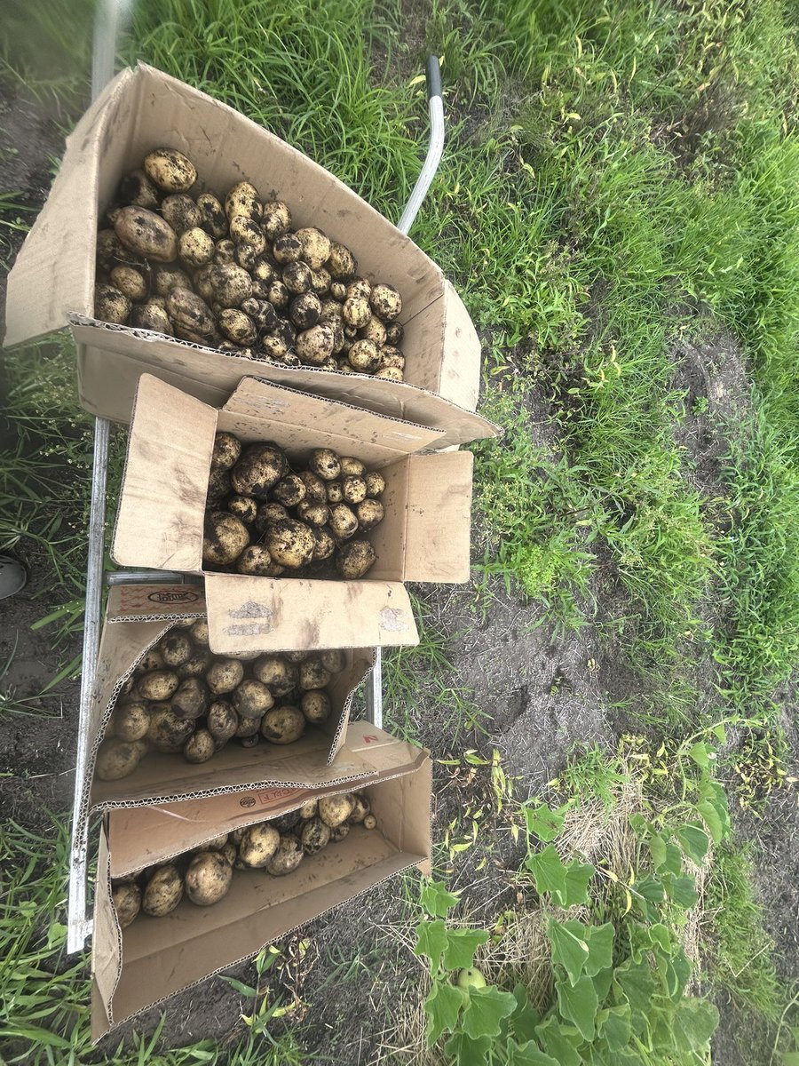 ganmodoki2693's tweet photo. 2026/07/11
キタアカリ
大収穫🥔
#じゃがいも
#収穫
#キタアカリ https://t.co/Ysj7jbXaWn