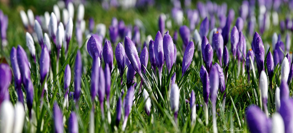emolweni1's tweet photo. @Grampa1950 #crocus https://t.co/wXAaIKqvkA