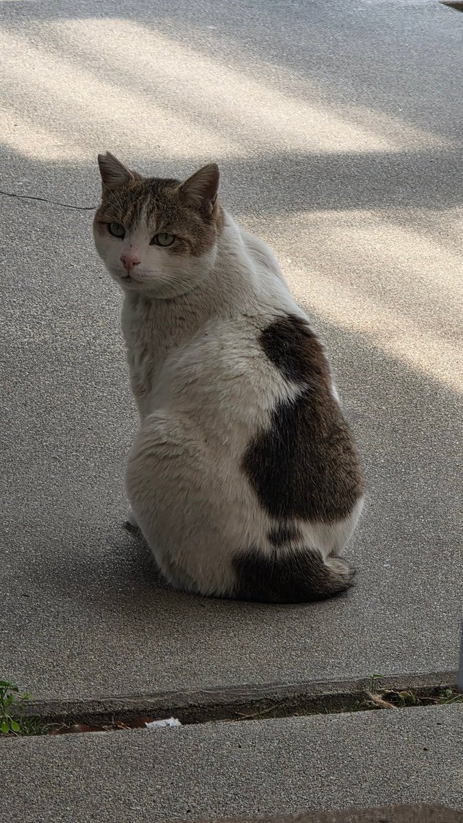 ochoko_macaron's tweet photo. 【猫を探しています】

・7月10日夜、一宮市千秋町 ツルハドラッグ周辺にて行方不明になりました。

・オス猫 右耳に切れ込みあり 。
・白地に茶色の模様です。
・しっぽは短いです。
些細なことでもなんでもよいので見かけた方はDMなどいただけると助かります。
#迷い猫  #猫  #一宮市 #SOS https://t.co/uN8lTi7bRs