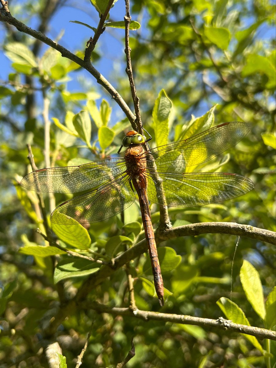 Pensthorpe's tweet photo. What a wonderful week for Dragonflies π
The Reserve Team have recorded:
π Norfolk Hawker
π Brown Hawker
π Southern Hawker
π Lesser Emperor
π Black-tailed Skimmer
π Broad-bodied Chaser
#PensthorpeSightings #DragonflyWeek https://t.co/lh5NZhiFiA