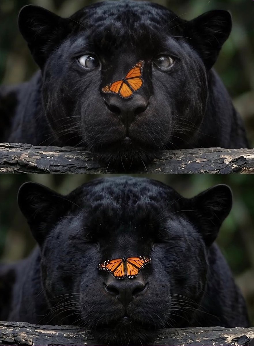 aryksmoh's tweet photo. A ferocious black panther 😂 https://t.co/gIahNFNcYZ