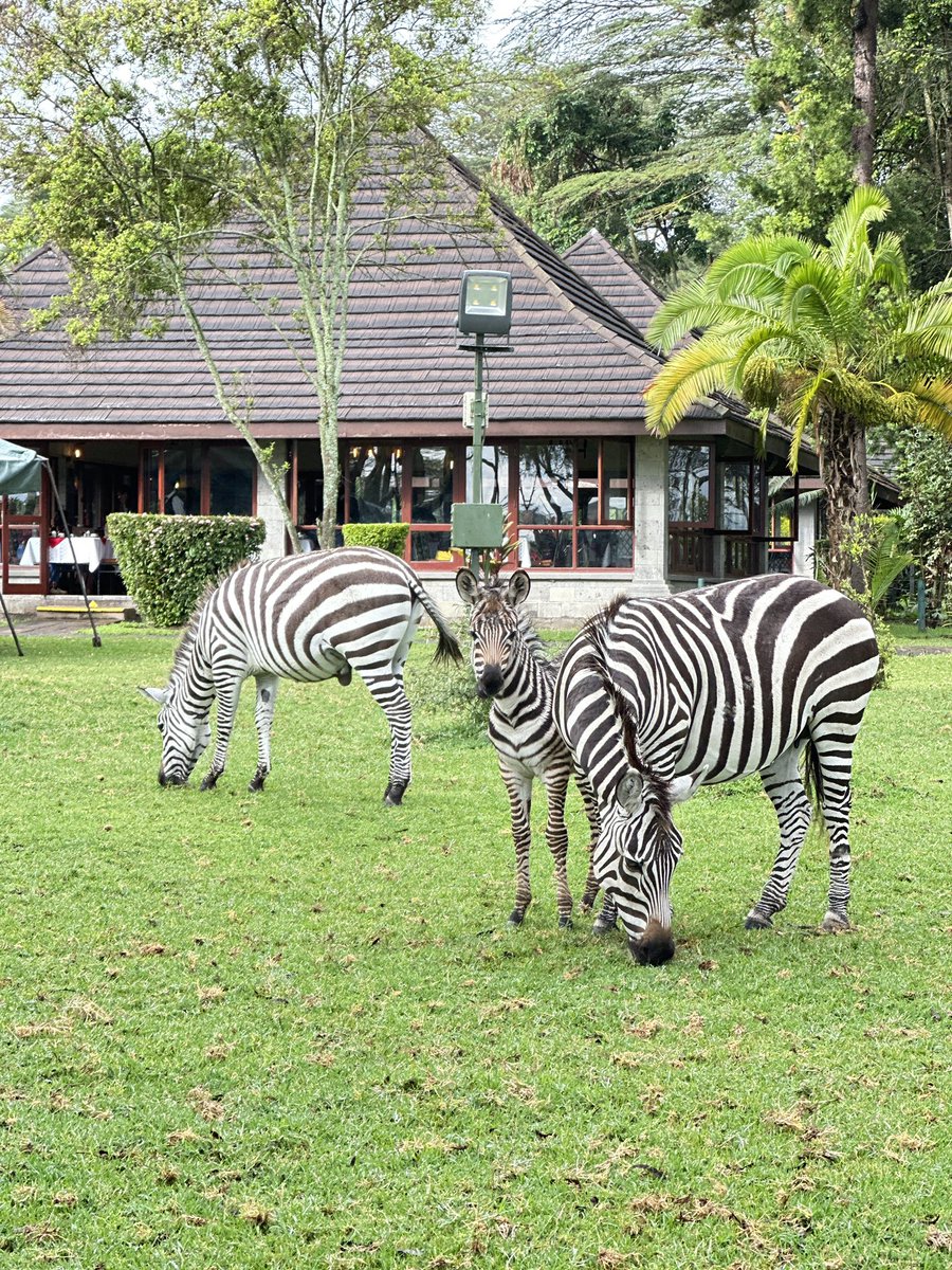 Stejos_Tours's tweet photo. Naivasha is always a good idea. 

For stunning lake views, wildlife sightings, and a peaceful escape, Lake Naivasha Simba Lodge never disappoints. 

Perfect for couples and friends looking to unwind.

Let us take you there.. https://t.co/qG97K3DQ2U