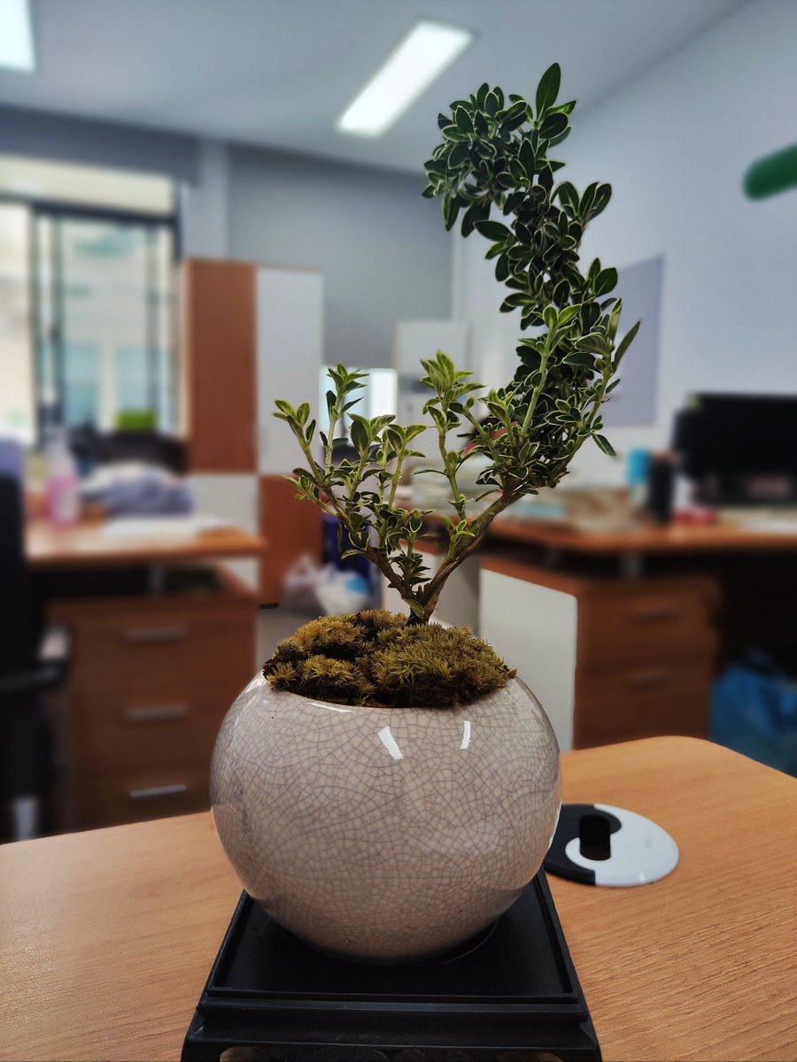 WinklerCh's tweet photo. Just spent 10 mins staring at the office plant’s leaves. Best productivity break all week. https://t.co/t12JiVHTQQ