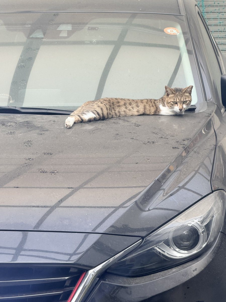 Post by @co.jp on X: 猫が溶けてた