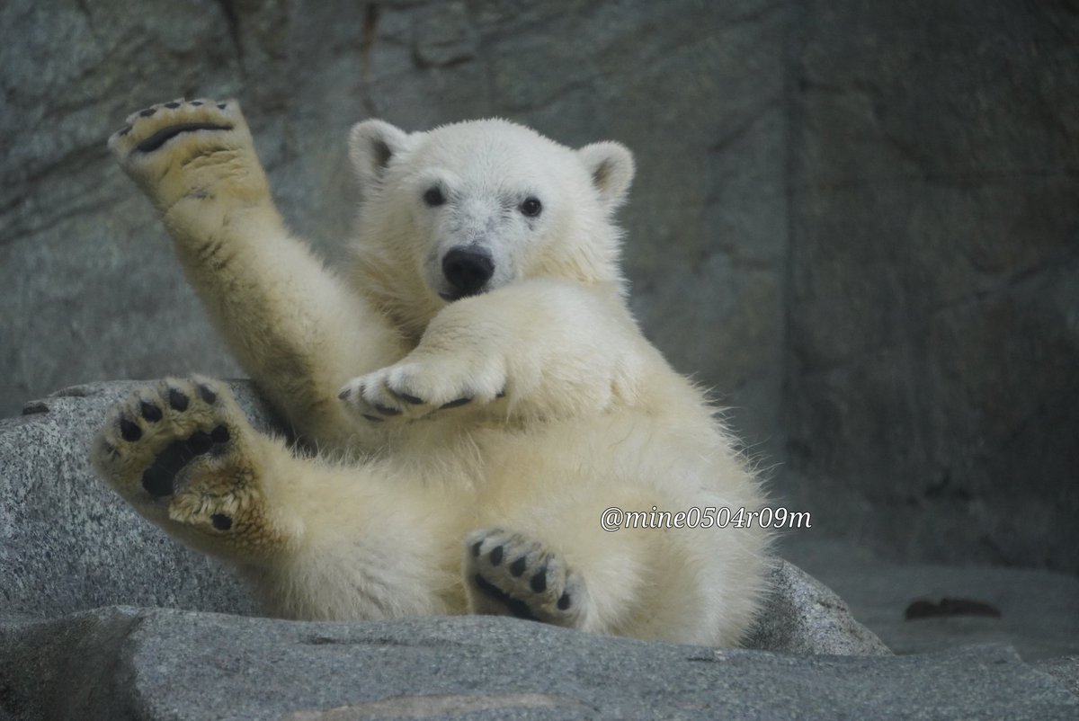 モモ太、ハ～イは足でなく手をあげるんだよ。 🐻‍❄️｢なら、こっちで