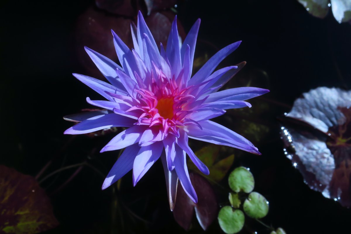 5cm_bonsai's tweet photo. フォックスファイヤー初開花。妖艶！でもアバランチと葉が似てるので困る。睡蓮の品種管理がストレスなのですが、品種が少なければぐっと楽になる事に今年気が付きました。そうすると諦めなけばならない品種が出てくるんですけどね… https://t.co/Frj8zXnGcJ