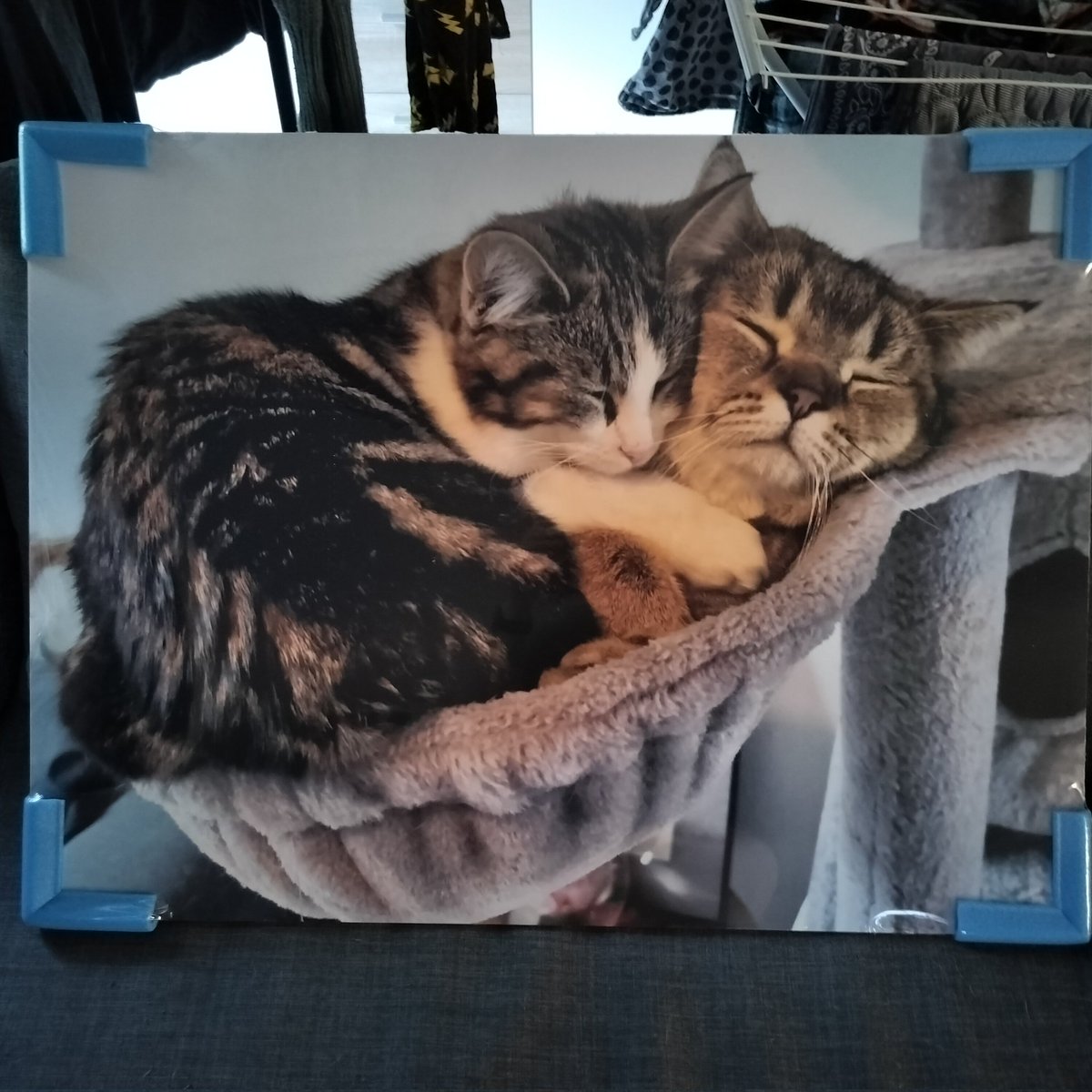 SimplyWilleke's tweet photo. I have the sweetest partner 🥹 it's my birthday today and he got me a huge picture of our babies for our interior 😍 https://t.co/3TcjTPYWYk