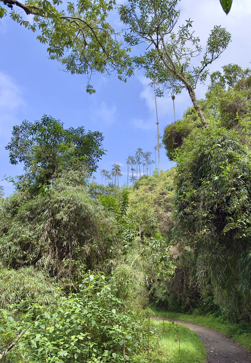 KLERBOX's tweet photo. Take a walk on the wild side…
Salento, Colombia, el país de la belleza 🇨🇴 https://t.co/aDM9jI201o