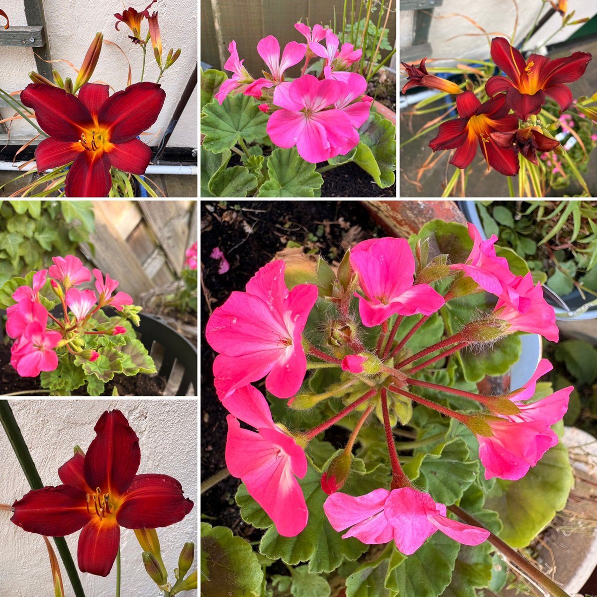 barbosavl's tweet photo. Good morning with my #SixOnSaturday selection of geraniums and day-lilies that are adding some colour to my garden at the moment.
Have a fun weekend!
#flowers #geranium #daylily #garden #MyGarden https://t.co/Eo1WrOl8PA