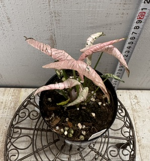 hobby_green's tweet photo. 【ネット販売のお知らせ🌸】
暑さに負けず本日もSUMMER　PREMIUM開催中です🔥✨

https://t.co/6CjT1VVV8d

ぜひご覧ください！

＊写真＊
★シンゴニウム　ピンクローリー
★アグラオネマ　レッドベイン
★ダリア　ティアラ
★セラトシグマ　デザートスカイ https://t.co/ZCQsUbfRzM