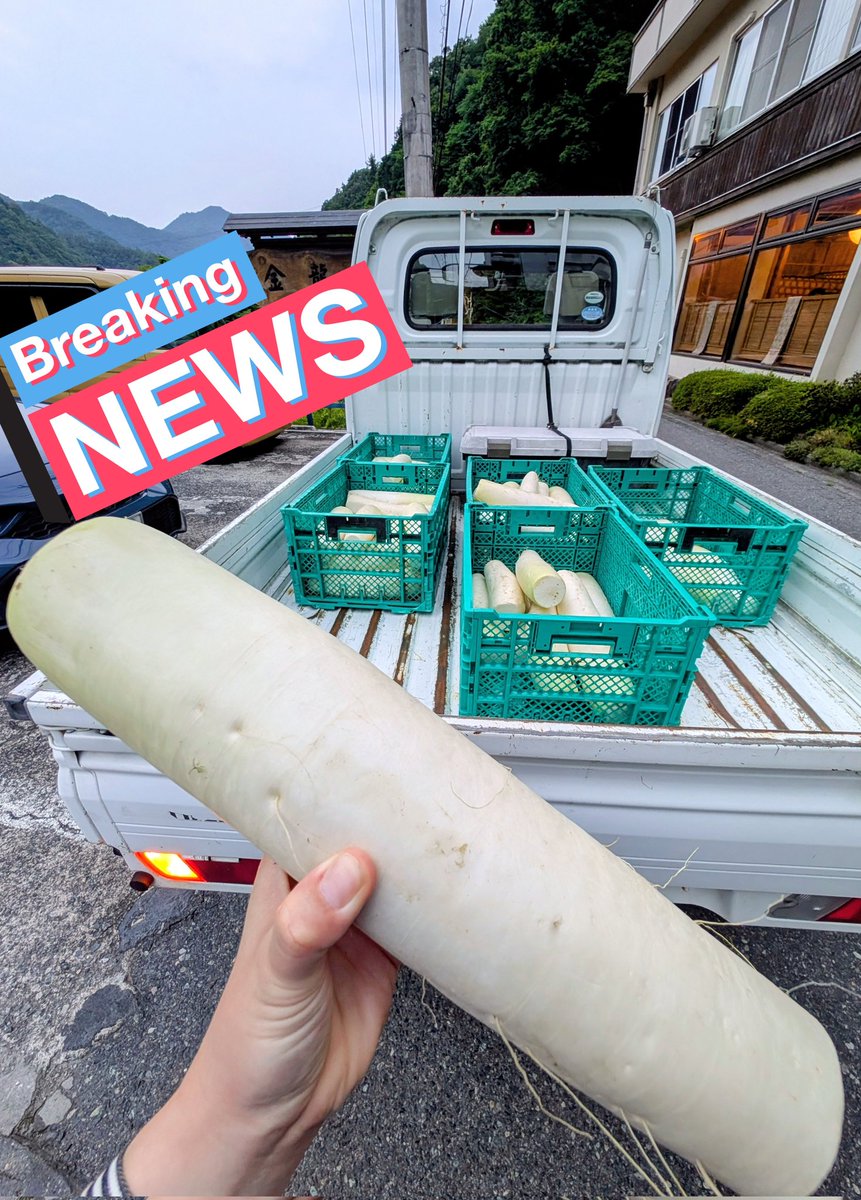 m49finger5's tweet photo. 旅行先で散歩してたら「大根いりますかー！？」って大根をいただいた。
嬉しさのあまり大根を抱えたまま30分くらい歩き回った🚶‍♀️🚶‍♀️‍➡️
大根泥棒に見えてたかもしれない。 https://t.co/U6Et9DIHel