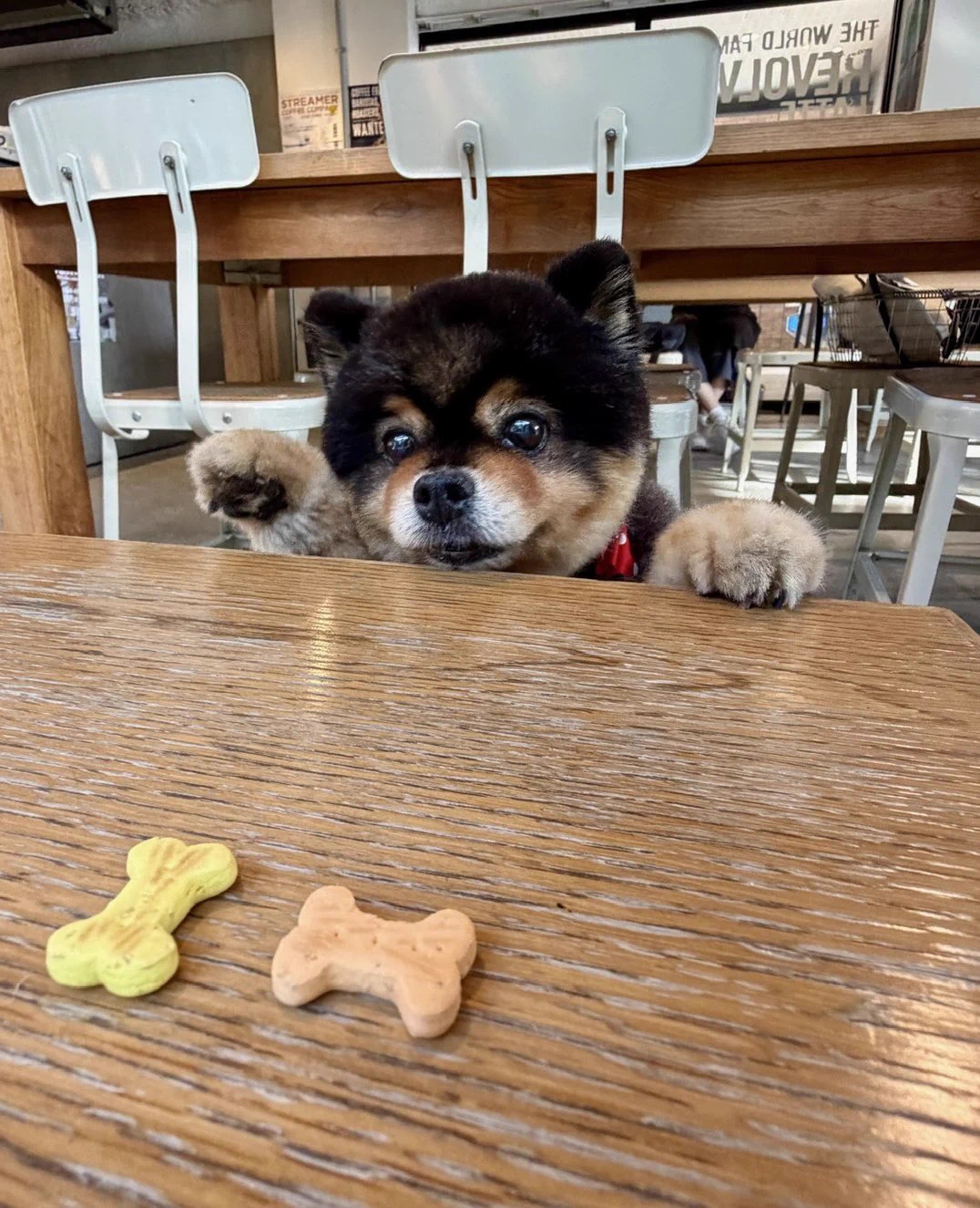 たろ吉(メスのポメ)の飼い主 on X: 