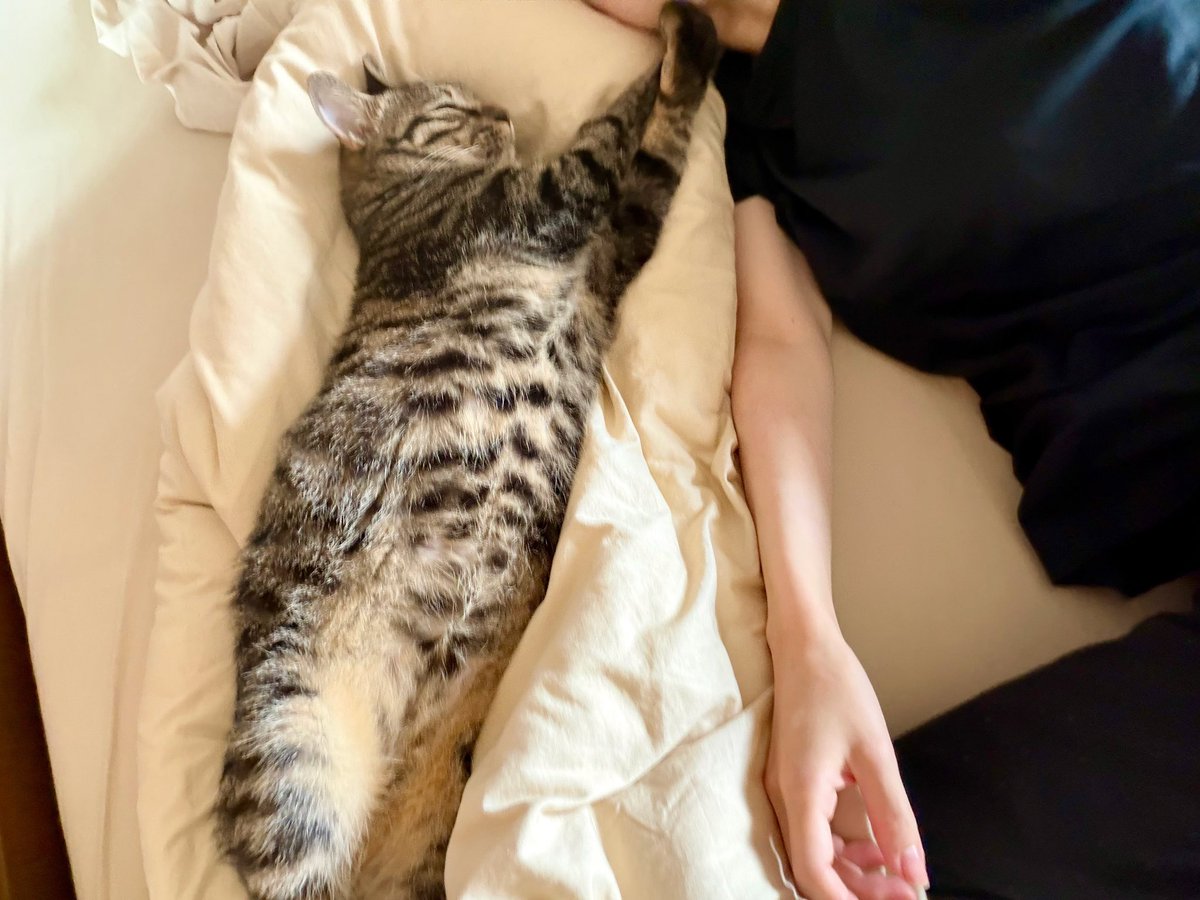 matomocchan's tweet photo. 背徳なやつ食べて猫と3時間昼寝した https://t.co/9l4eYs7IFp