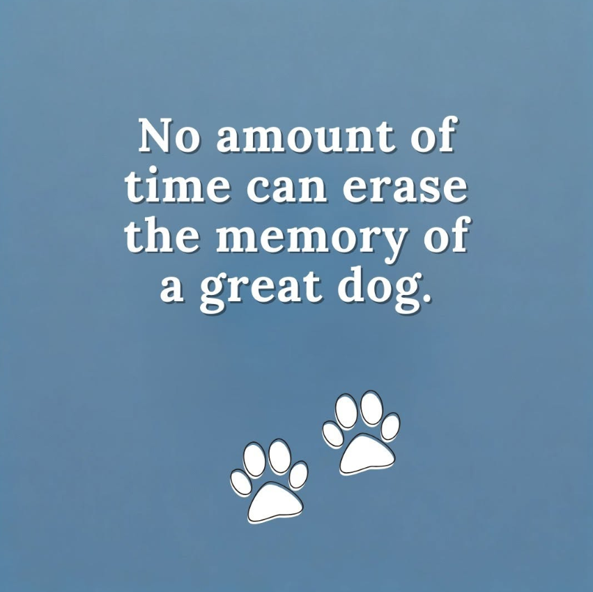 Tweets of Dogs tweet media