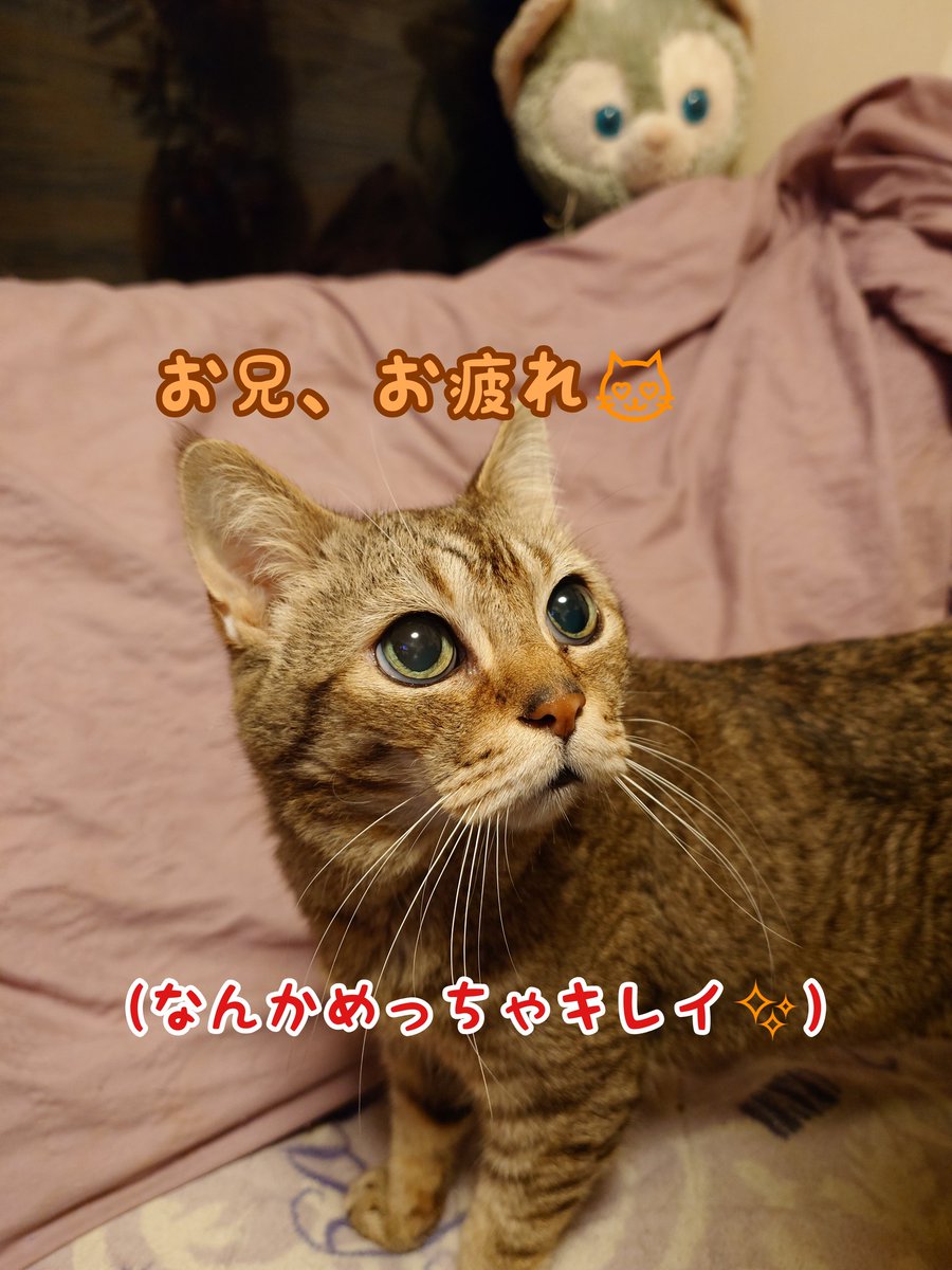 ganbare_0618's tweet photo. ギリギリ土アップ祭、間に合った💨#ねこ #土アップ祭り #猫のいる生活 #猫好きさんと繋がりたい https://t.co/vrMFmVLmmB