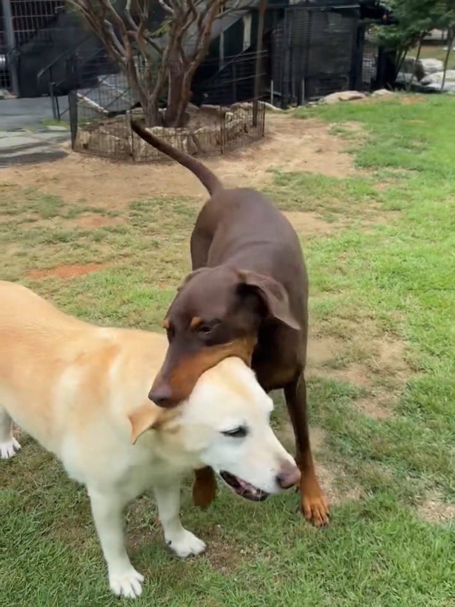 IMGOLDENCARD's tweet photo. Bam playing with his friend is so cute. https://t.co/3SdPZ1fFMi