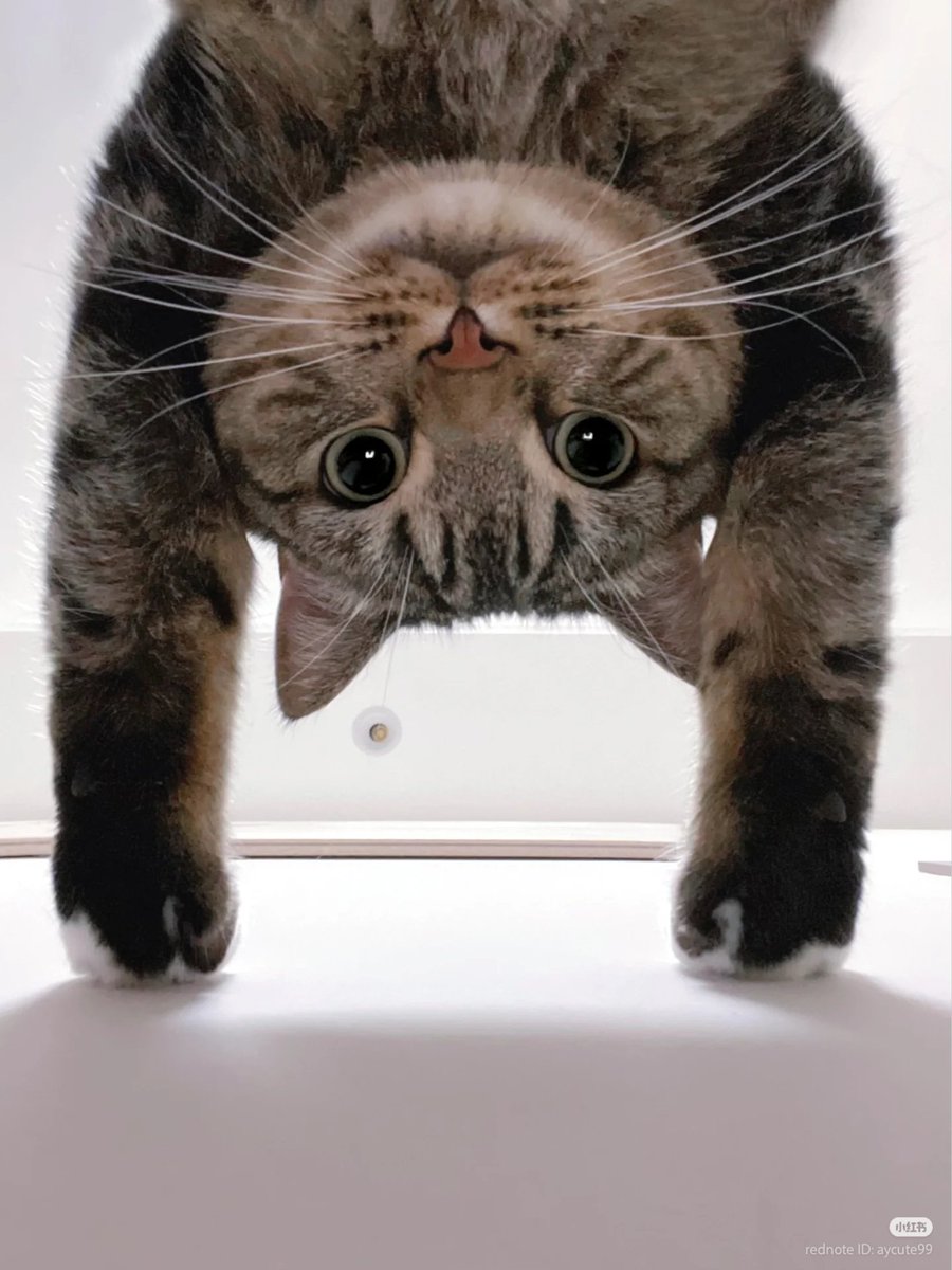 nocontextscats's tweet photo. Hi there!! 🙃 https://t.co/nN0fFXvw7f