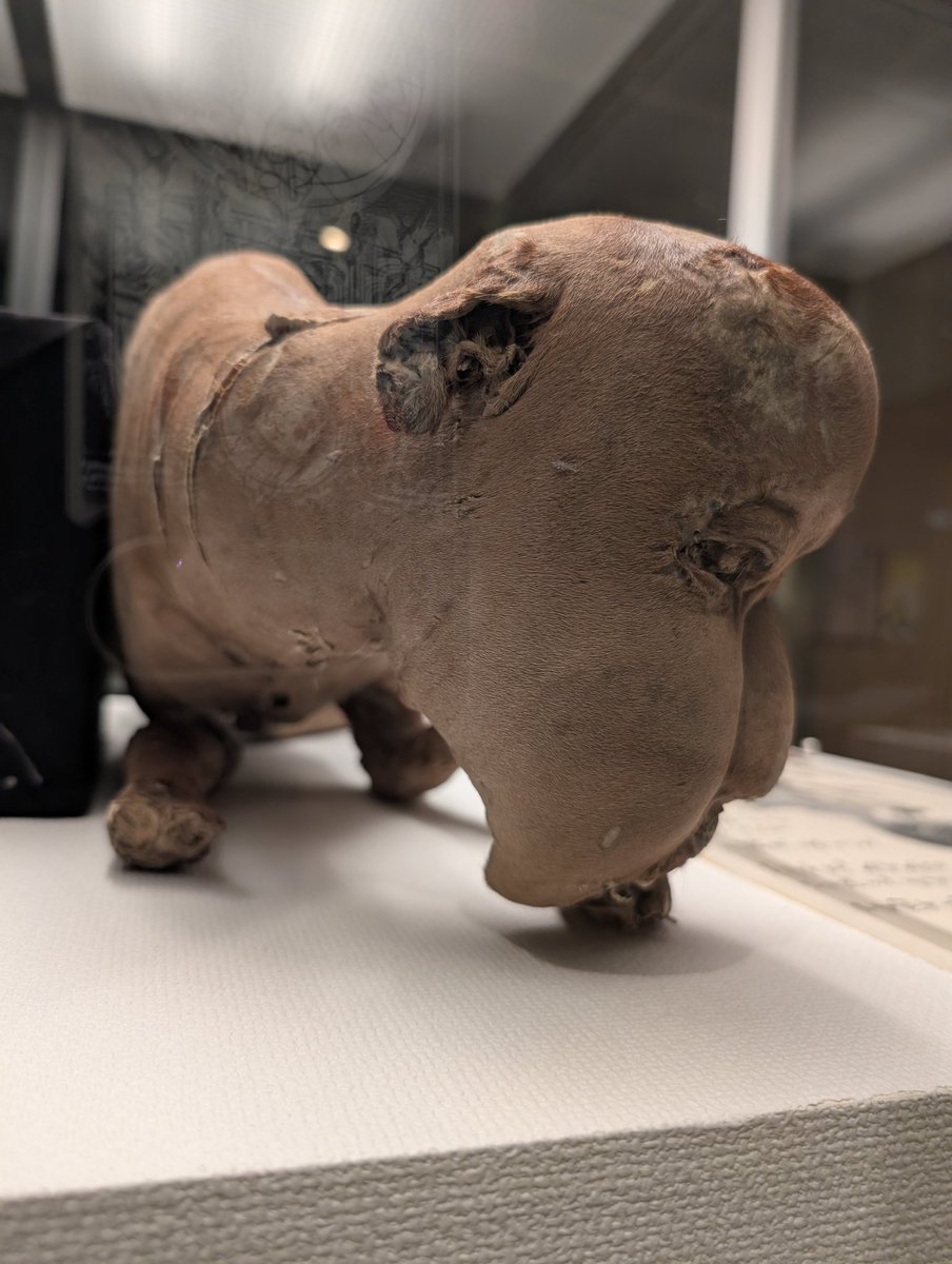 GoldringTk's tweet photo. 鳥取県立博物館で開催中の「妖怪・幻獣づくし展」で木原浩勝氏のギャラリートークを聴きにきた。今まで聞いた中で一番詳しい件ちゃんとの邂逅だったような。展示は姫路とほぼ同じ。姫路では撮影不許可だった同じ穴の狢が撮れた。姫路では友の会会員限定だったグッズも全部買えます。Tシャツ追加してた https://t.co/ZJ6geCHWux