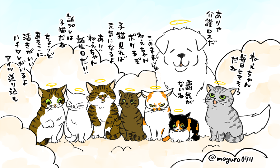 maguro0711's tweet photo. 一年前の今日、お空にいる歴代の猫たちと犬がわたしの元に子猫を送り込んだと信じている… https://t.co/TpPed7Z1ue