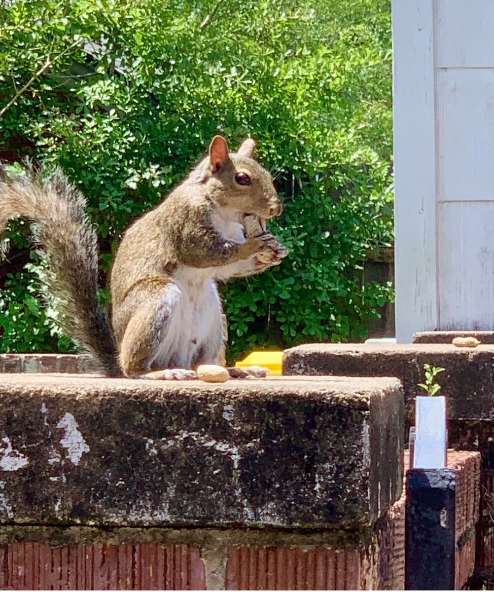 WesleyCK's tweet photo. @WithinLimits24 One of my regulars at the peanut bar! Ha! https://t.co/RFLMdpgywJ