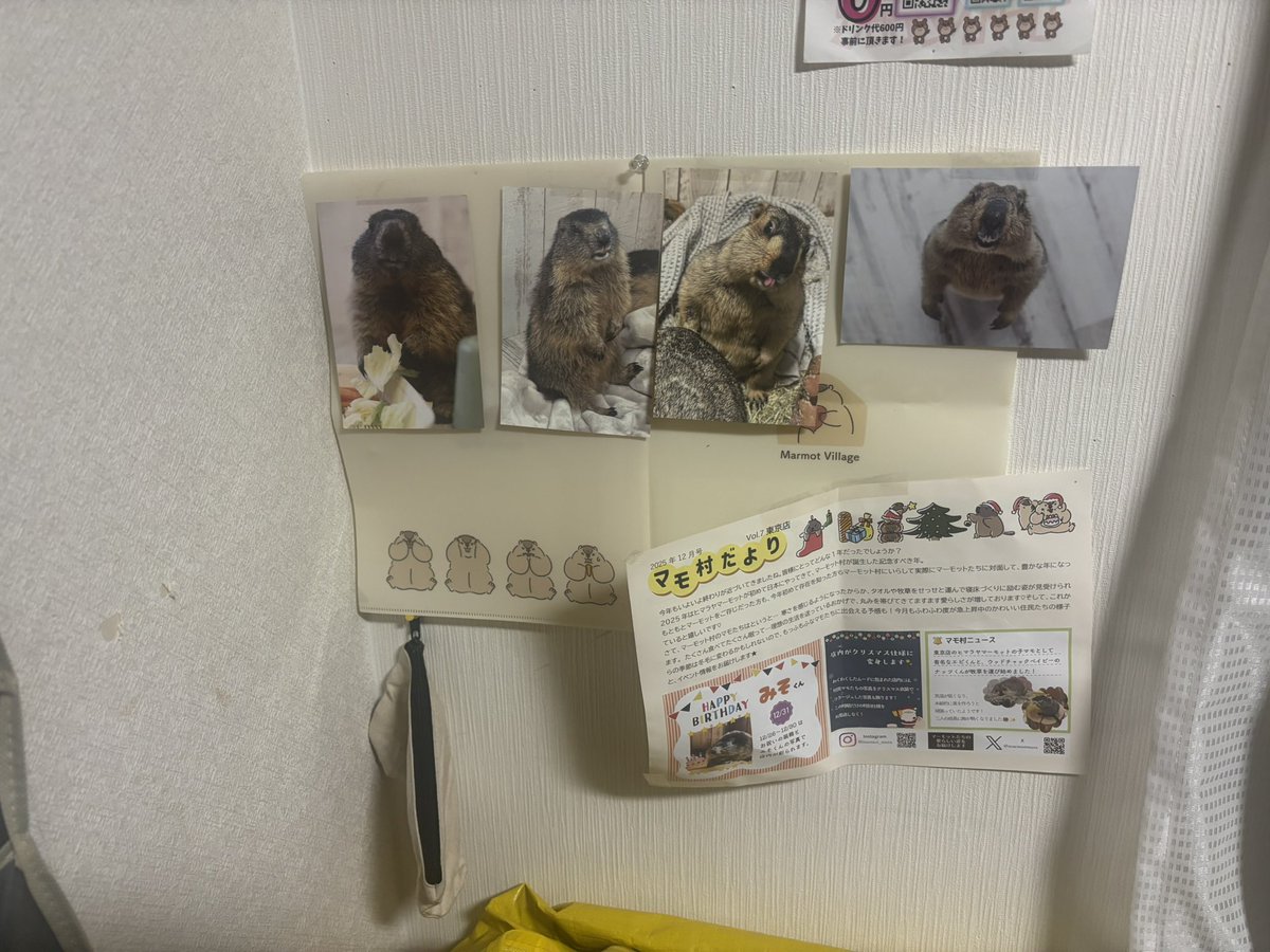 Roko_roko1007's tweet photo. 北海道からでもマーモットを応援できるし、マーモット村にも行くことができる
またマーモットに会いたいな
いっぱいの仲間たちとうちで賑やかにしてます
 #マーモット https://t.co/qQFayRGbhb