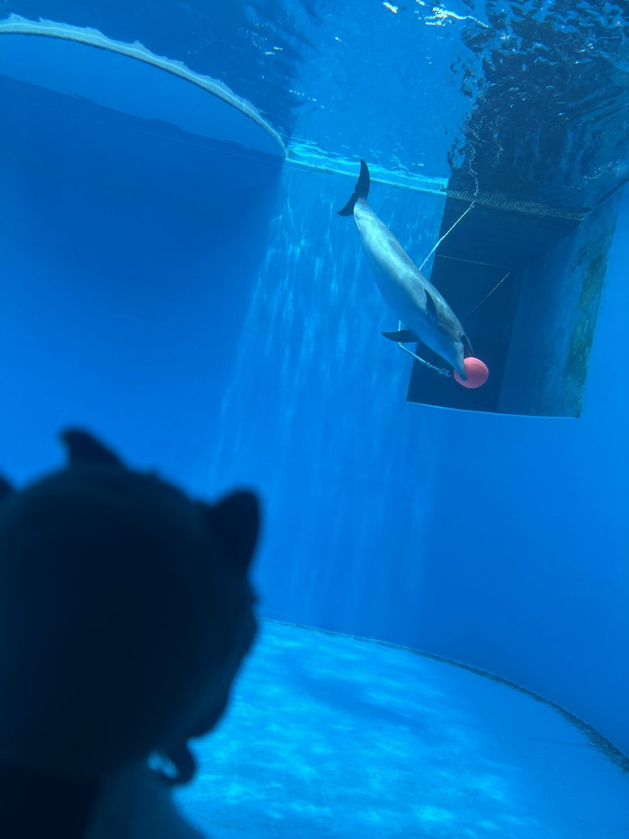 イルカショー イルカショー