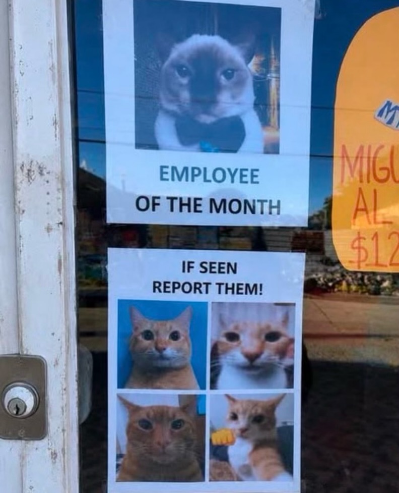 Catsillyness's tweet photo. https://t.co/qi3jNIQT4i