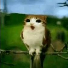 meowlposter's tweet photo. @xenontf https://t.co/zGZRZ3km1f