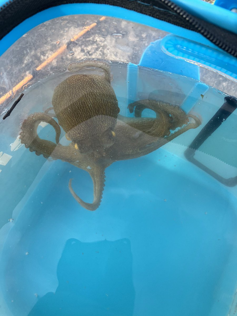 MAGOTI1600's tweet photo. 今日もタコ釣り🐙
今日はタコの乗りがあまくバラし多し😭
可愛いタコちゃんが遊んでくれました😊
さぁ〜来週からは三重サーフに遠征するぞ💪
#大阪湾
#オクトパッシング
#タコ釣り https://t.co/WmsD09jzO1